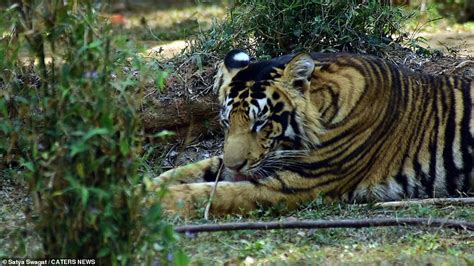 trolas de tigre|hechos raros sobre un tigre.